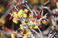 Acacia deficiens