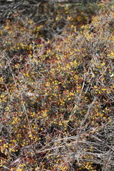 Acacia deficiens