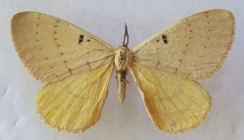 Catajana bimaculata