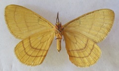 Catajana bimaculata