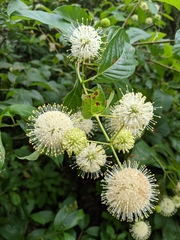 Cephalanthus occidentalis