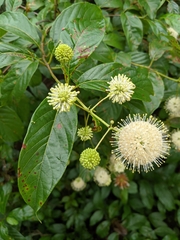 Cephalanthus occidentalis