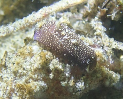 Aglaja ocelligera
