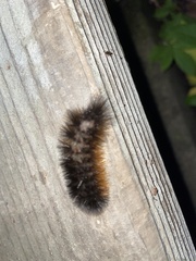 Lophocampa argentata