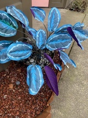 Goeppertia roseopicta