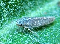 Amphigonalia severini