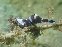 Heptacarpus taylori