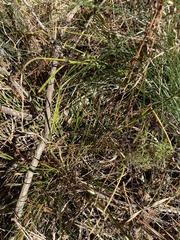 Rhynchospora glomerata angusta