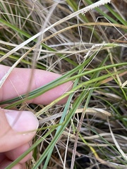 Rhynchospora glomerata angusta