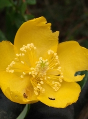 Hypericum henryi henryi