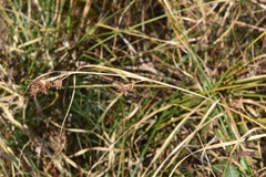 Rhynchospora glomerata angusta