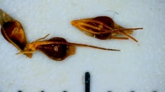 Rhynchospora glomerata angusta