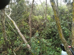 Hypericum henryi henryi