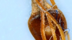 Rhynchospora glomerata angusta