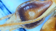 Rhynchospora glomerata angusta