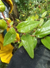 Hypericum henryi henryi