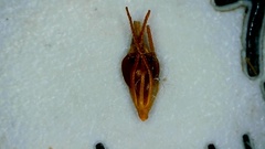 Rhynchospora glomerata angusta