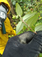 Hypericum henryi henryi