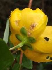Hypericum henryi henryi