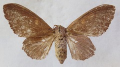 Mimopacha gerstaeckerii