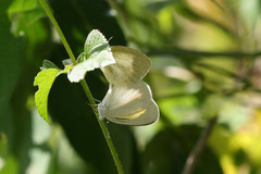 Eurema daira eugenia