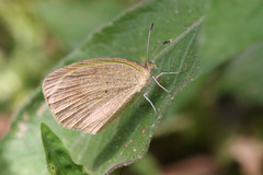 Eurema daira eugenia