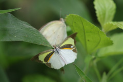 Eurema daira eugenia