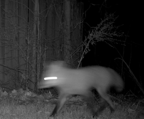 Red Fox photographed in Arkansas