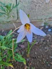 Zephyranthes jamesonii