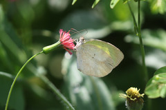 Eurema daira eugenia