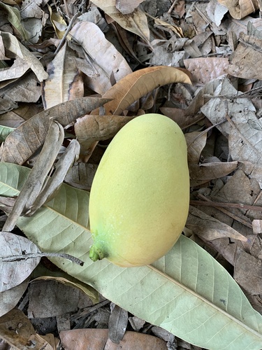 Mangifera indica