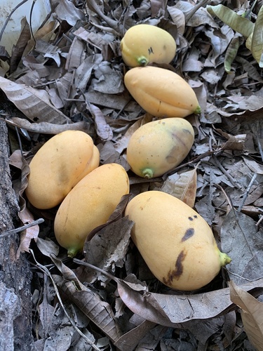 Mangifera indica