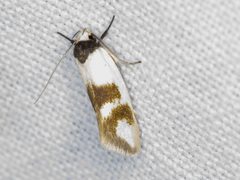 Antipterna trilicella