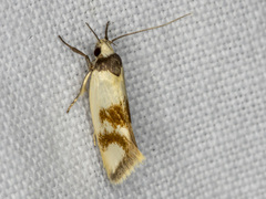 Antipterna trilicella