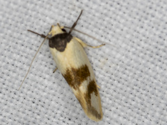Antipterna trilicella