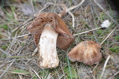 Entoloma saundersii