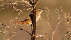 Limnoctites rectirostris