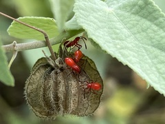 Dysdercus suturellus