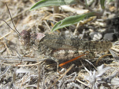 Spharagemon campestris