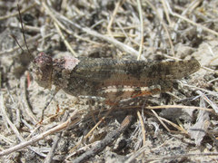 Spharagemon campestris