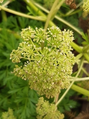 Anisotome lyallii