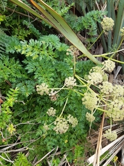 Anisotome lyallii