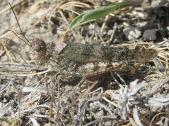 Spharagemon campestris