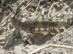 Spharagemon campestris