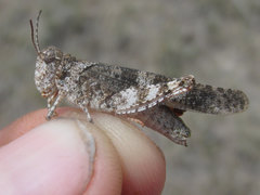 Spharagemon campestris