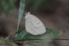 Eurema daira eugenia