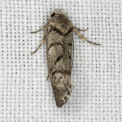 Lichenaula onychodes