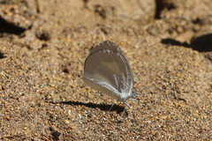 Eurema daira eugenia