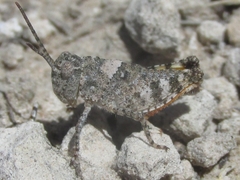 Spharagemon campestris