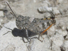 Spharagemon campestris